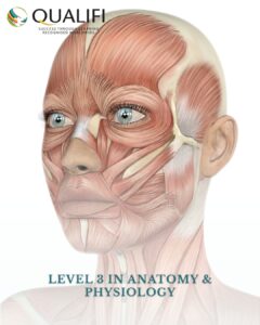 level 3 in anatomy & physiology
